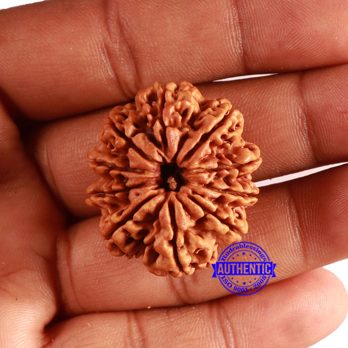 10 Mukhi Nepalese Rudraksha - Bead No. 385