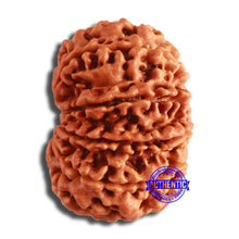 Load image into Gallery viewer, 10 Mukhi Nepalese Rudraksha - Bead No. 385
