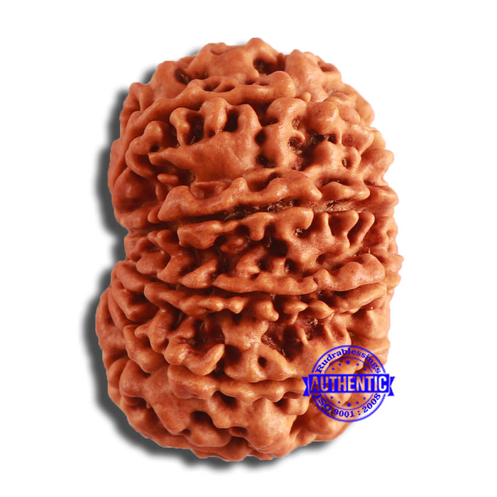 10 Mukhi Nepalese Rudraksha - Bead No. 385