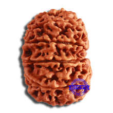 Load image into Gallery viewer, 10 Mukhi Nepalese Rudraksha - Bead No. 385
