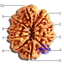 Load image into Gallery viewer, 10 Mukhi Nepalese Rudraksha - Bead No. 386
