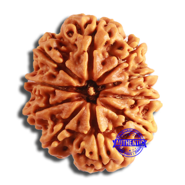 10 Mukhi Nepalese Rudraksha - Bead No. 386