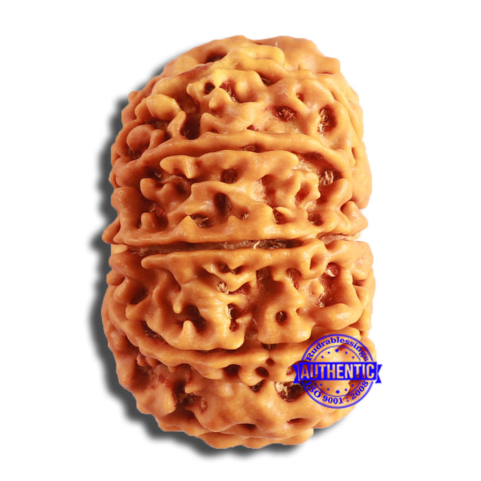 10 Mukhi Nepalese Rudraksha - Bead No. 386
