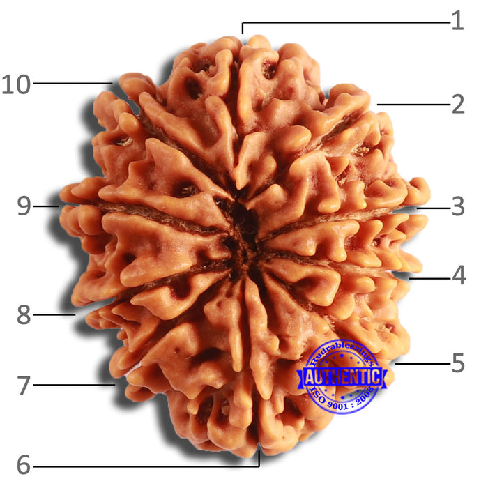 10 Mukhi Nepalese Rudraksha - Bead No. 387