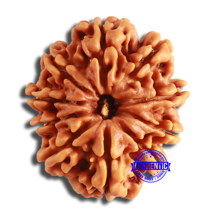 10 Mukhi Nepalese Rudraksha - Bead No. 387