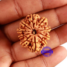 Load image into Gallery viewer, 10 Mukhi Nepalese Rudraksha - Bead No. 387
