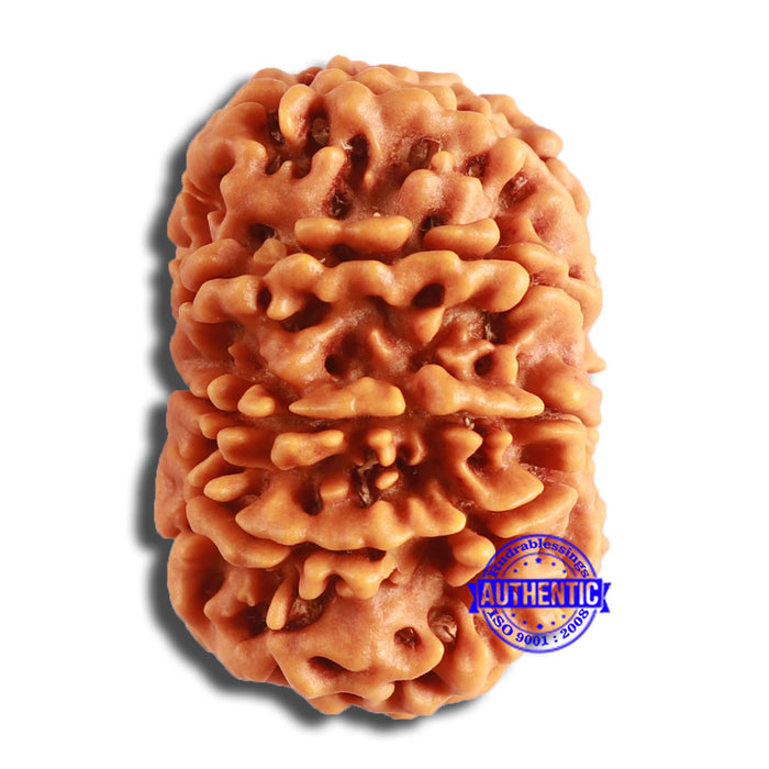 10 Mukhi Nepalese Rudraksha - Bead No. 387