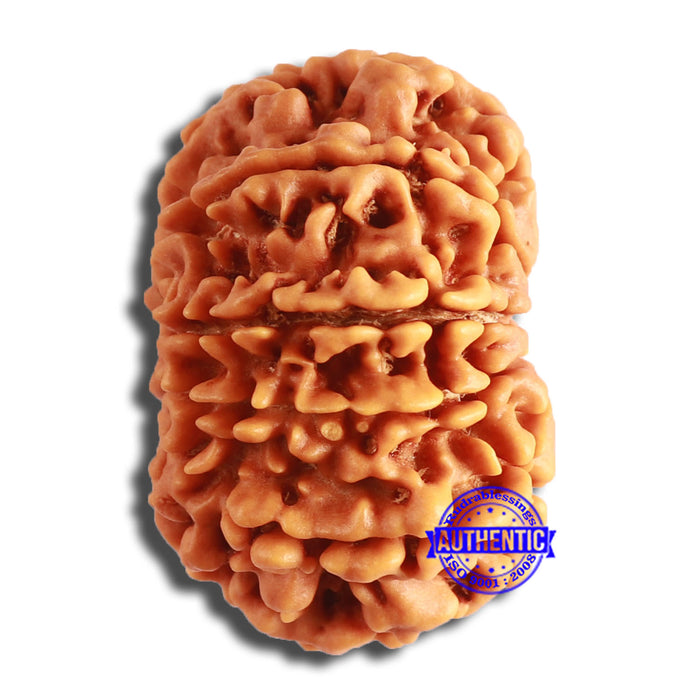 10 Mukhi Nepalese Rudraksha - Bead No. 387