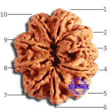 Load image into Gallery viewer, 10 Mukhi Nepalese Rudraksha - Bead No. 388
