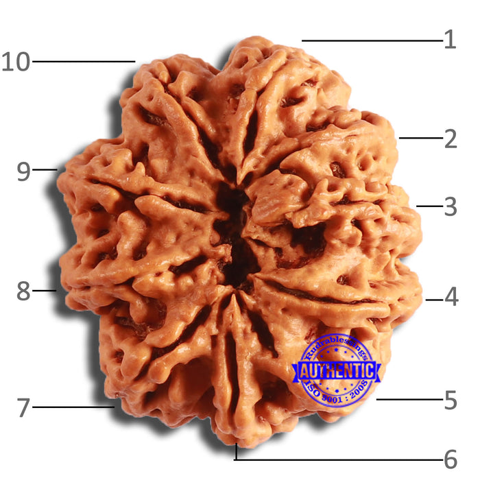 10 Mukhi Nepalese Rudraksha - Bead No. 388