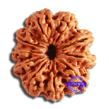 Load image into Gallery viewer, 10 Mukhi Nepalese Rudraksha - Bead No. 388

