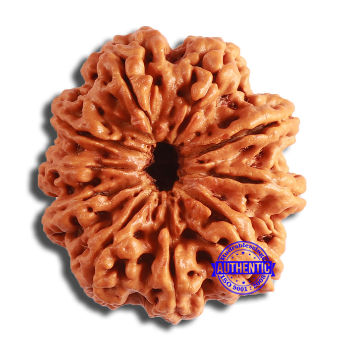 10 Mukhi Nepalese Rudraksha - Bead No. 388