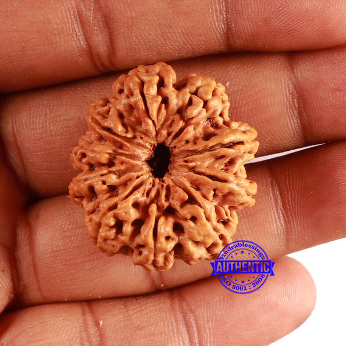 10 Mukhi Nepalese Rudraksha - Bead No. 388