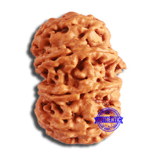 Load image into Gallery viewer, 10 Mukhi Nepalese Rudraksha - Bead No. 388

