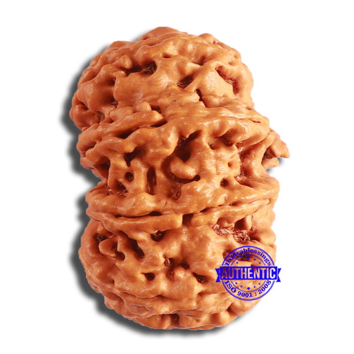 10 Mukhi Nepalese Rudraksha - Bead No. 388