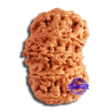 Load image into Gallery viewer, 10 Mukhi Nepalese Rudraksha - Bead No. 388
