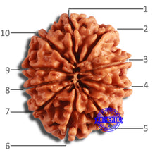 Load image into Gallery viewer, 10 Mukhi Nepalese Rudraksha - Bead No. 389
