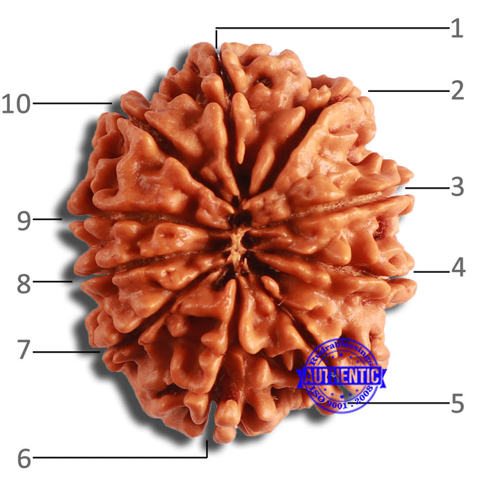 10 Mukhi Nepalese Rudraksha - Bead No. 389
