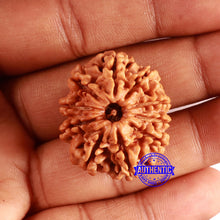 Load image into Gallery viewer, 10 Mukhi Nepalese Rudraksha - Bead No. 389
