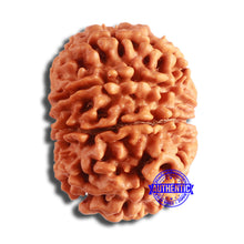 Load image into Gallery viewer, 10 Mukhi Nepalese Rudraksha - Bead No. 389
