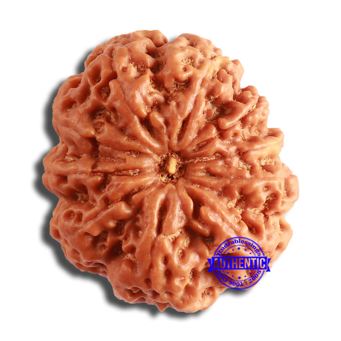 10 Mukhi Nepalese Rudraksha - Bead No. 390