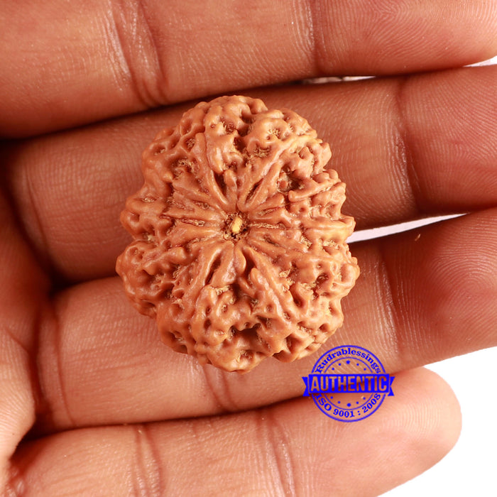 10 Mukhi Nepalese Rudraksha - Bead No. 390