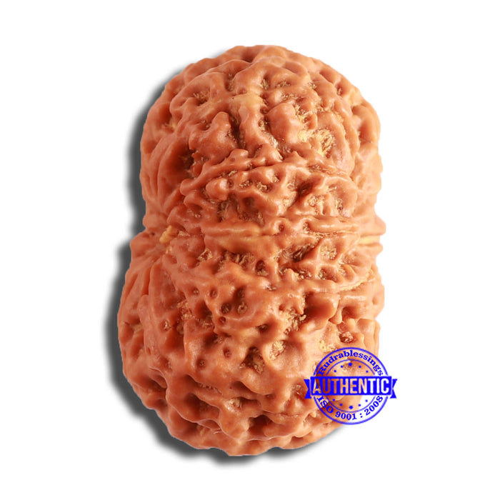 10 Mukhi Nepalese Rudraksha - Bead No. 390