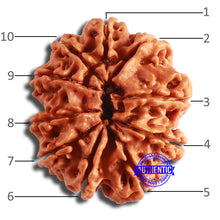 Load image into Gallery viewer, 10 Mukhi Nepalese Rudraksha - Bead No. 391
