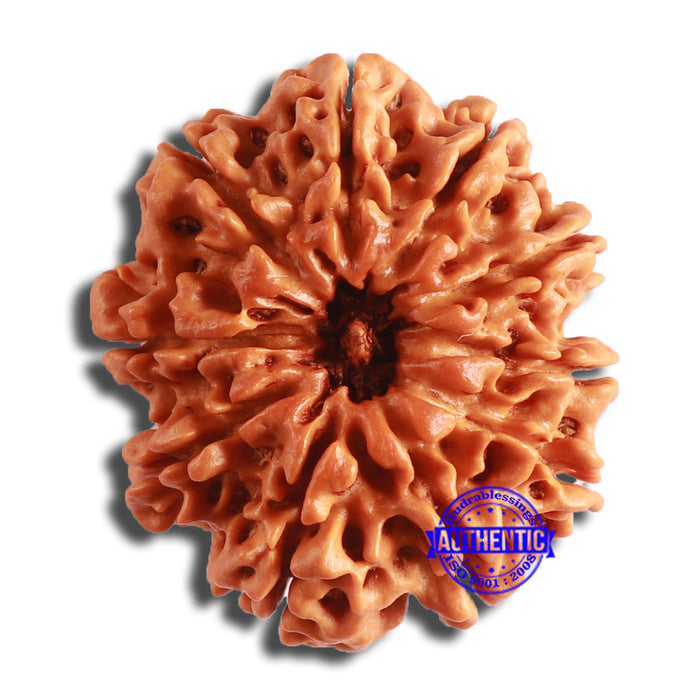 10 Mukhi Nepalese Rudraksha - Bead No. 391