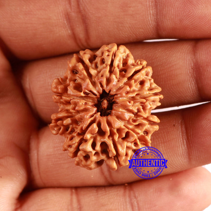 10 Mukhi Nepalese Rudraksha - Bead No. 391
