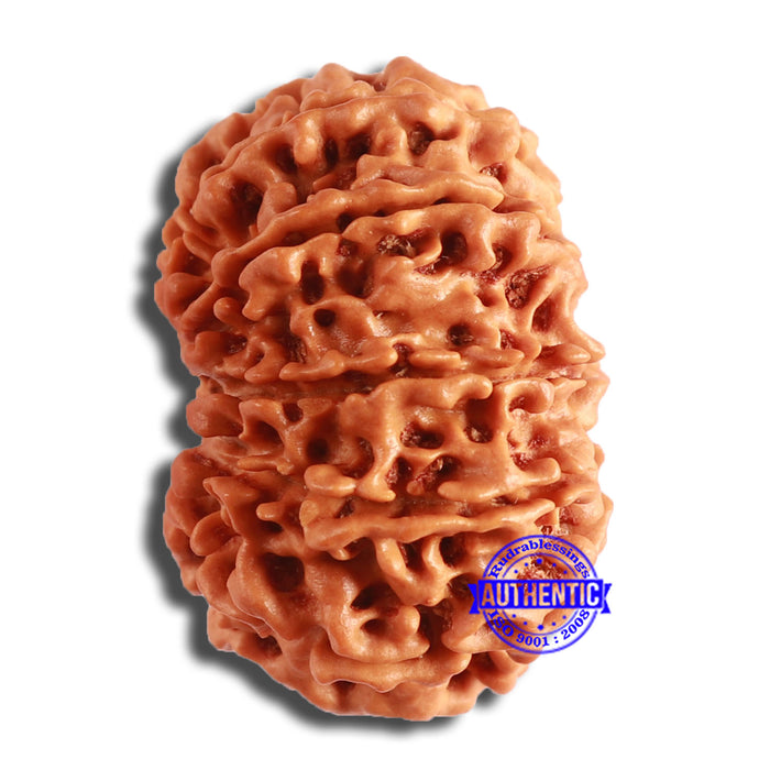 10 Mukhi Nepalese Rudraksha - Bead No. 391