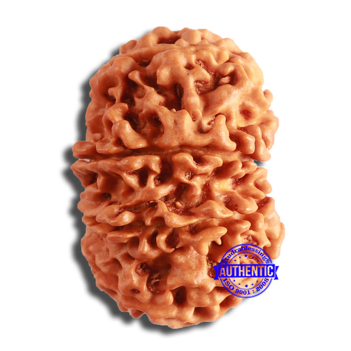 10 Mukhi Nepalese Rudraksha - Bead No. 391