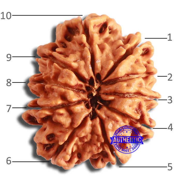 10 Mukhi Nepalese Rudraksha - Bead No. 392