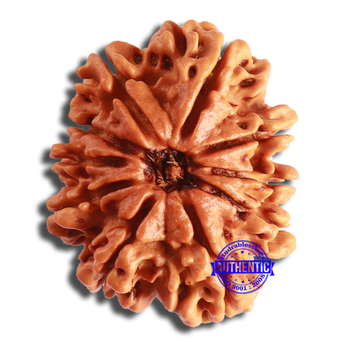 10 Mukhi Nepalese Rudraksha - Bead No. 392