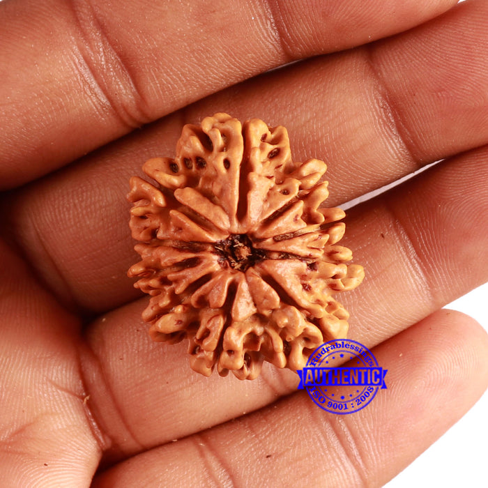 10 Mukhi Nepalese Rudraksha - Bead No. 392