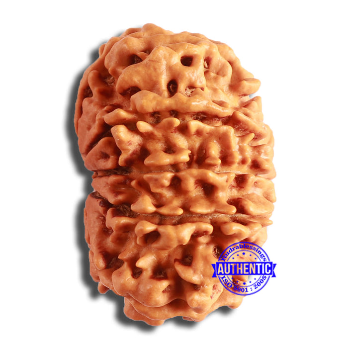 10 Mukhi Nepalese Rudraksha - Bead No. 392
