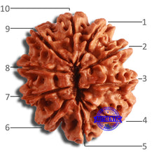 Load image into Gallery viewer, 10 Mukhi Nepalese Rudraksha - Bead No. 393
