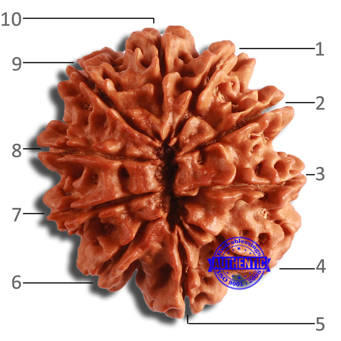 10 Mukhi Nepalese Rudraksha - Bead No. 393