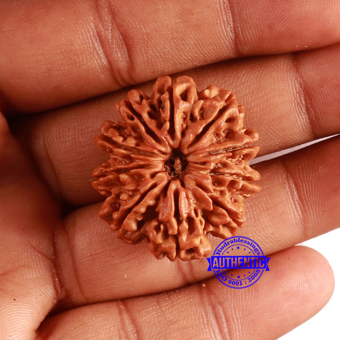 10 Mukhi Nepalese Rudraksha - Bead No. 393