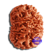 Load image into Gallery viewer, 10 Mukhi Nepalese Rudraksha - Bead No. 393
