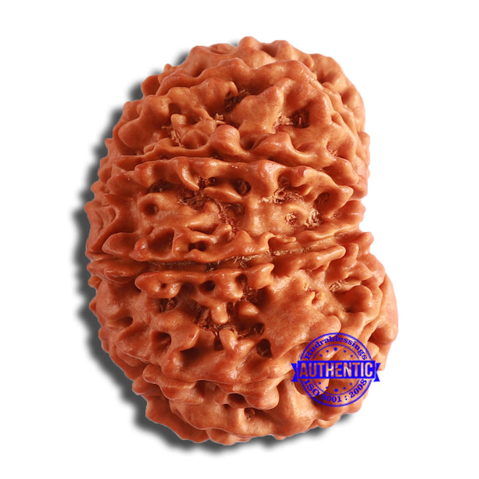 10 Mukhi Nepalese Rudraksha - Bead No. 393