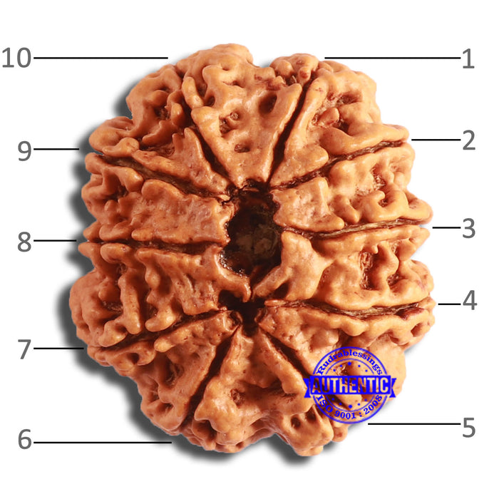 10 Mukhi Nepalese Rudraksha - Bead No. 394