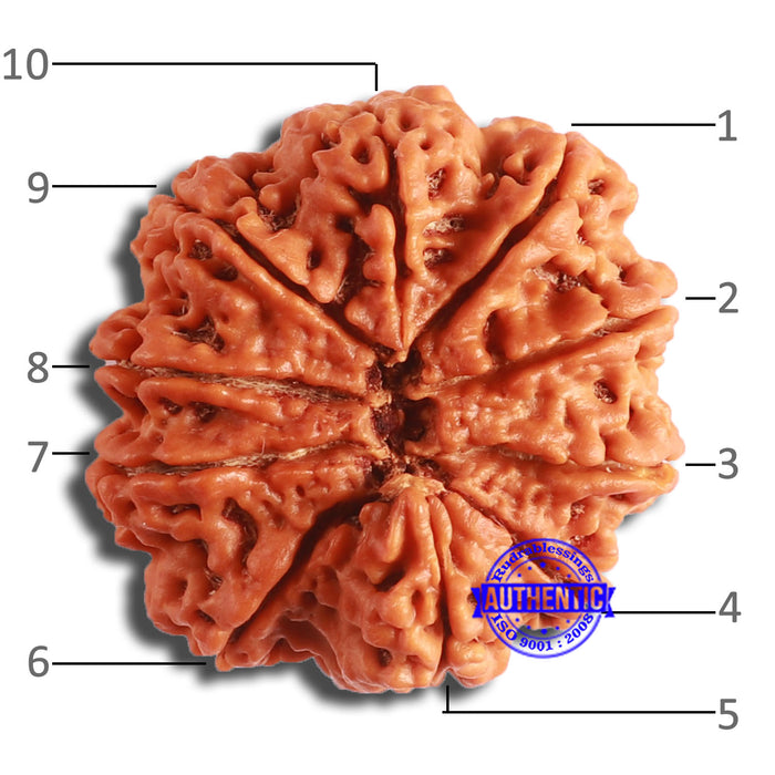 10 Mukhi Nepalese Rudraksha - Bead No. 395