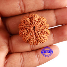 Load image into Gallery viewer, 10 Mukhi Nepalese Rudraksha - Bead No. 395
