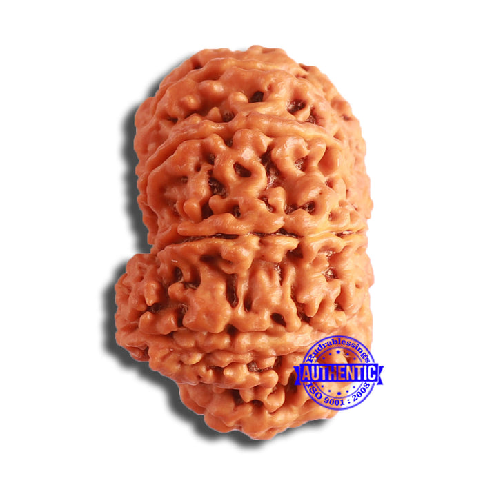 10 Mukhi Nepalese Rudraksha - Bead No. 395
