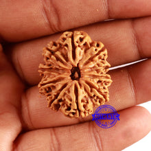 Load image into Gallery viewer, 10 Mukhi Nepalese Rudraksha - Bead No. 396
