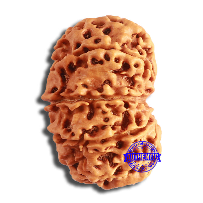 10 Mukhi Nepalese Rudraksha - Bead No. 396