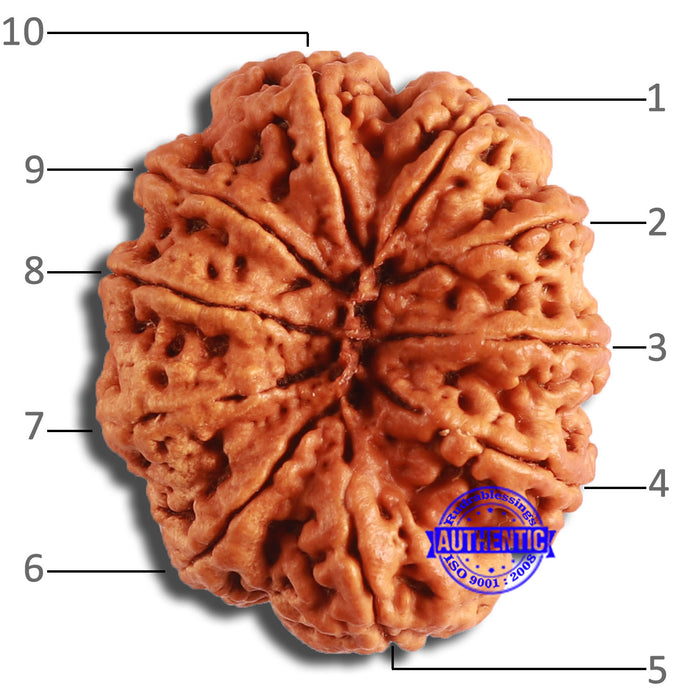 10 Mukhi Nepalese Rudraksha - Bead No. 397