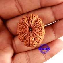 Load image into Gallery viewer, 10 Mukhi Nepalese Rudraksha - Bead No. 397
