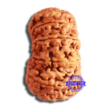 Load image into Gallery viewer, 10 Mukhi Nepalese Rudraksha - Bead No. 397
